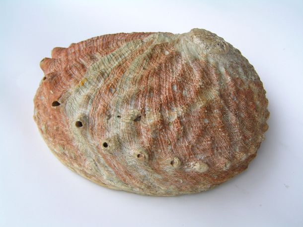 Growing furore over indigenous fishing rights